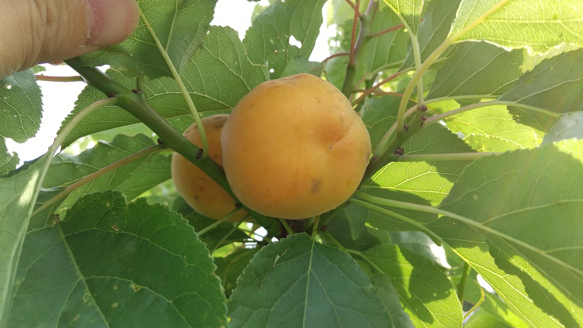 あんず(杏/ apricot)の歴史と魅力|甘酸っぱい果実が紡ぐ文化と世界への広がり - パワーフルーツ