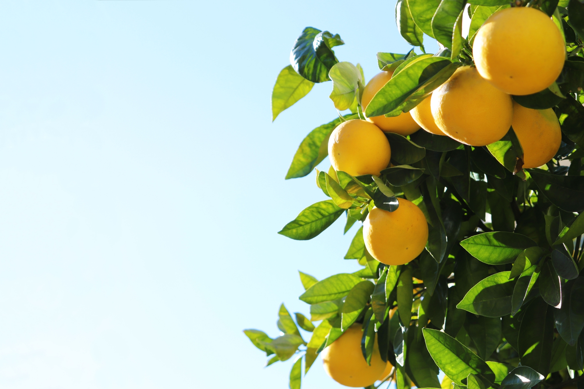 晩白柚（banpeiyu Pomelo）の魅力と歴史｜世界最大級の柑橘が辿った旅路と日本での輝き パワーフルーツ 