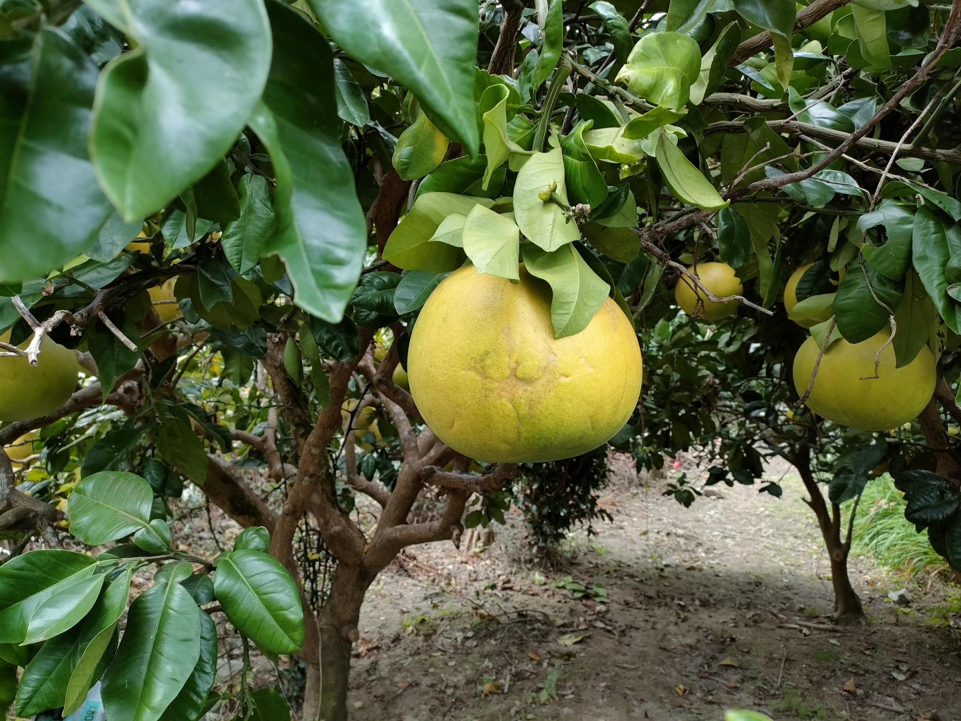 晩白柚（banpeiyu Pomelo）の魅力と歴史｜世界最大級の柑橘が辿った旅路と日本での輝き パワーフルーツ 