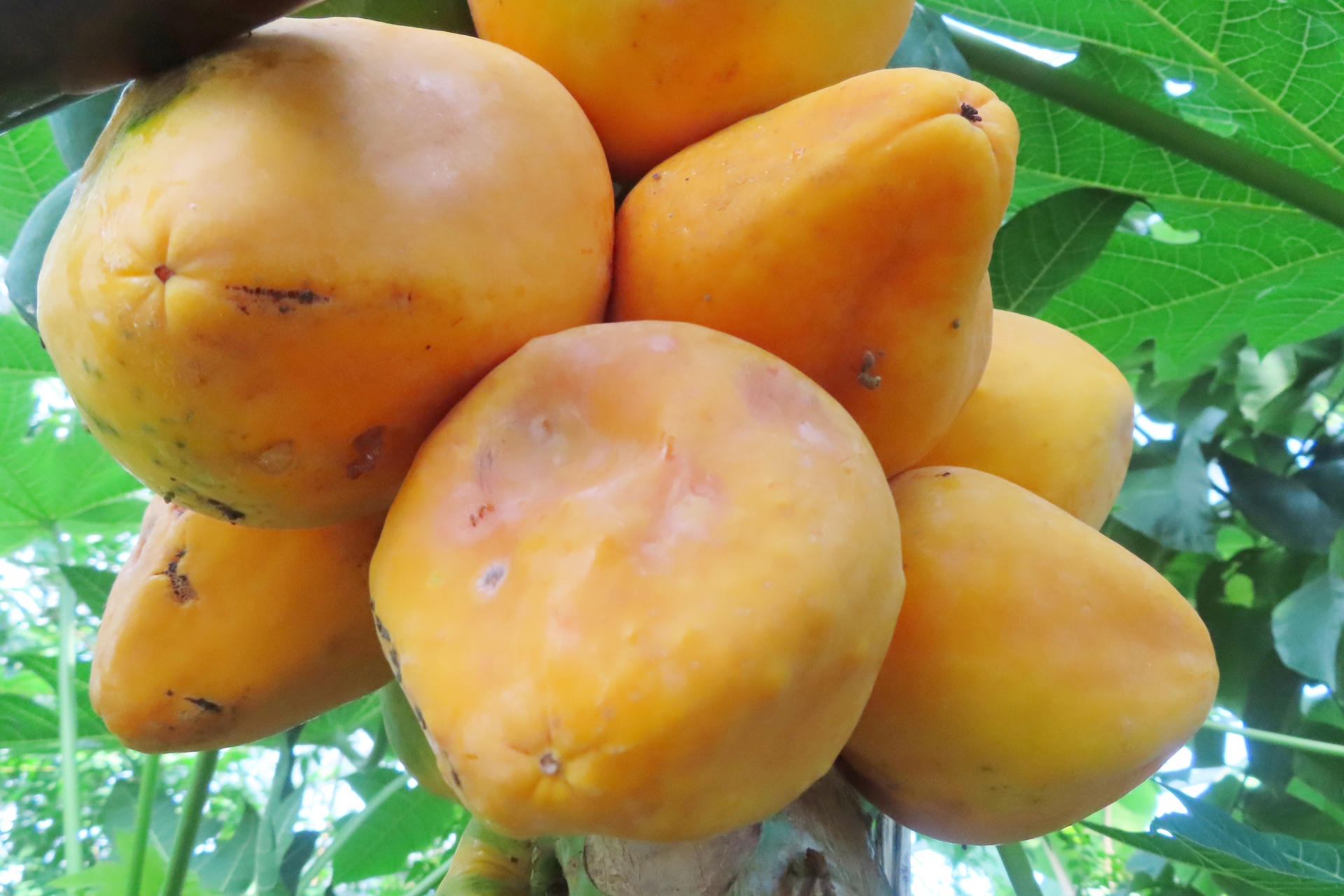 パパイヤ（蕃瓜樹 /Papaya）の歴史と魅力｜南国フルーツの進化と世界へ