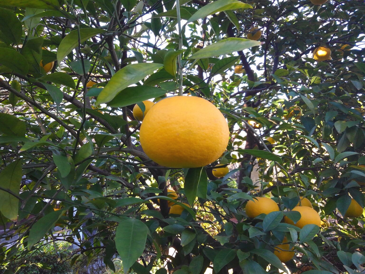 晩白柚（banpeiyu Pomelo）の魅力と歴史｜世界最大級の柑橘が辿った旅路と日本での輝き パワーフルーツ 