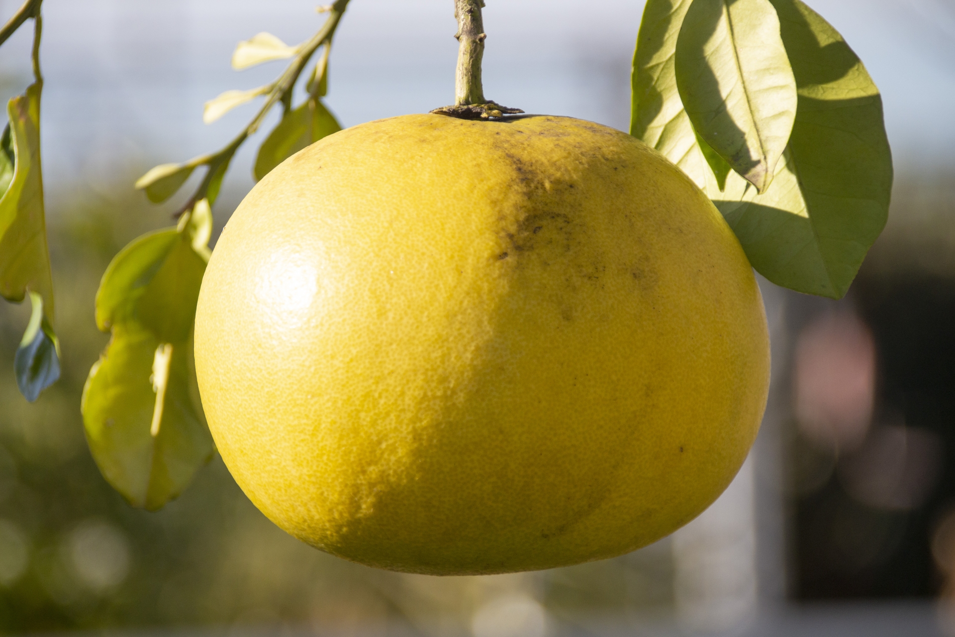 晩白柚（banpeiyu Pomelo）の魅力と歴史｜世界最大級の柑橘が辿った旅路と日本での輝き パワーフルーツ 