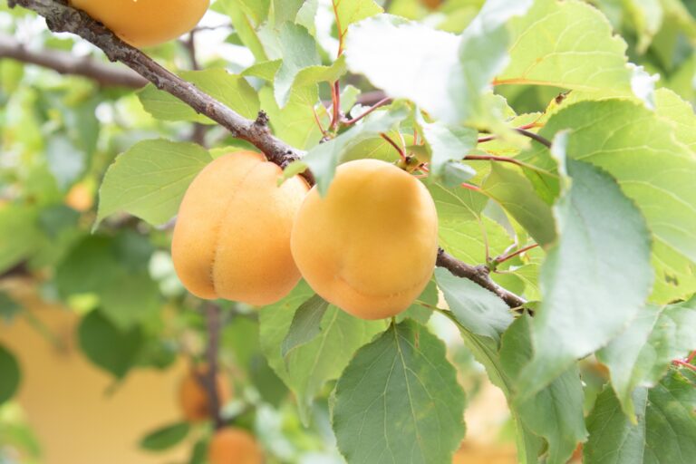 あんず(杏/ apricot)の歴史と魅力|甘酸っぱい果実が紡ぐ文化と世界への広がり - パワーフルーツ